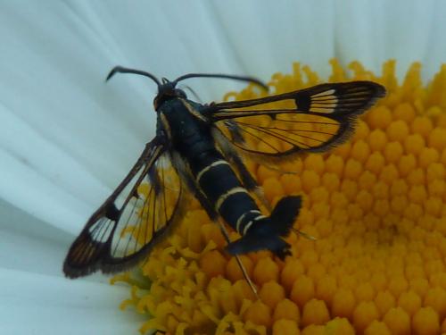 Réf. 208 926 : Synanthedon tipuliformis